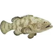 Safari Ltd Goliath Grouper Kuvio