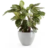 Ecopot's Antwerp ruukku