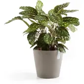 Ecopot's Amsterdam ruukku