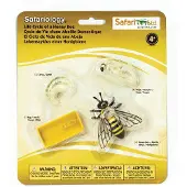 Safari Ltd Hunajamehiläisen Elinkaari