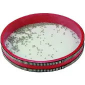 Reig Musicales Ocean Diameter 28 Cm Rummu
