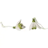 Villeroy & Boch Mini Flower Bells 4 cm valkoinen 2-os. roikkuva koriste