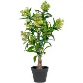 House Nordic 75 cm koristeellinen skimmia-puu