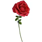 Mikamax XXL Rose