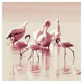 Hobby Hall Taulu Flamingot