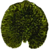 Costa Nova Riviera Alchemille tarjoilivati Forest, 18 cm