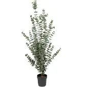 Mr Plant , Eukalyptuspuu 170 cm