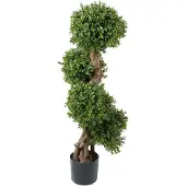 Mr Plant , Buxbom 110 cm