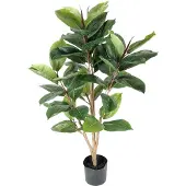Mr Plant , Robusta-viikunapuu 90 cm