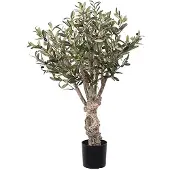 Mr Plant Oliivipuu 80 cm