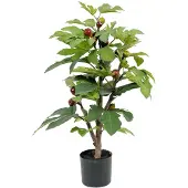 Mr Plant , Viikunapuu 65 cm