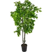 Mr Plant , Benjamin Viikuna 210 cm