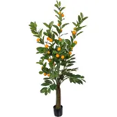 Mr Plant , Sitruspuu 150 cm