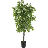 Mr Plant , Benjamin Viikuna 165 cm