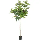 Mr Plant , Viikunapuu 150 cm