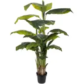 Mr Plant Banaanipuu 150 cm