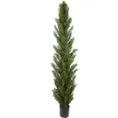 Mr Plant , Sypressipuu 210 cm