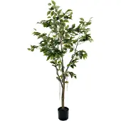 Mr Plant Benjamin Viikuna 150 cm