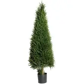 Mr Plant , Kuusipuu 110 cm