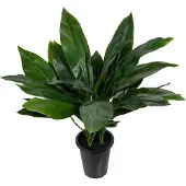 Mr Plant , Aspidistra Huonekasvi 75 cm