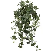 Mr Plant , Muratti 75 cm