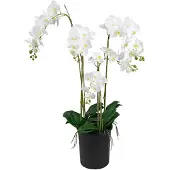 Mr Plant Phalaenopsis Orkidea 130 cm Valkoinen
