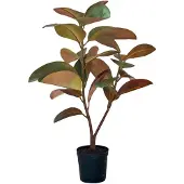 Mr Plant , Viikuna Elastica 90 cm