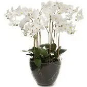 Mr Plant Phalaenopsis Orkidea 90 cm Valkoinen