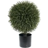 Mr Plant , Kuusipuu 55 cm