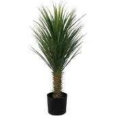 Mr Plant Yucca Rostrata Puu 100 cm