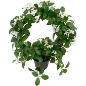 Mr Plant Jasmiini Huonekasvi 45 cm Valkoinen