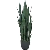 Mr Plant Sansivieria Huonekasvi 100 cm