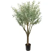 Mr Plant , Oliivipuu 240 cm
