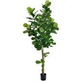 Mr Plant , Viulu Viikuna 210 cm