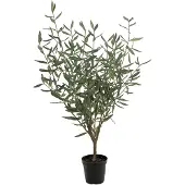 Mr Plant Oliivipuu 100 cm