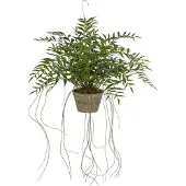Mr Plant , Hoyan riippukasvi 65 cm