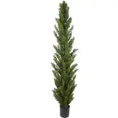 Mr Plant , Sypressipuu 150 cm