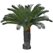 Mr Plant Cycas Palmu 100 cm