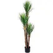 Mr Plant , Yucca Rostrata Puu 150 cm