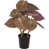 Mr Plant Anthurium Huonekasvi 60 cm