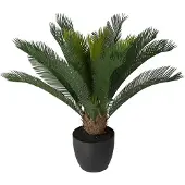 Mr Plant Cycas Huonekasvi 70 cm