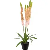 Mr Plant , Aroliilia Huonekasvi 95 cm Vaaleanpunainen