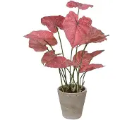 Mr Plant , Caladium Huonekasvi 80 cm Pinkki