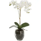 Mr Plant , Phalaenopsis Orkidea 65 cm Valkoinen