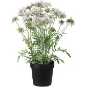 Mr Plant , Leimukukka Huonekasvi 70 cm Vaaleanpunainen