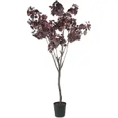 Mr Plant , Cotinus Puu 200 cm