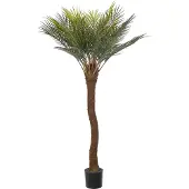 Mr Plant Cycas Palmu 120 cm
