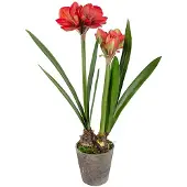 Mr Plant , Amaryllis 90 cm Punainen