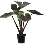 Mr Plant , Alocasia Puu 130 cm