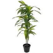 Mr Plant , Dracaena Puu 100 cm